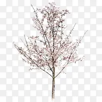 �ɻ��ز�ͼƬ-������