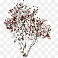 干花图片素材-空若网 干花图片素材-空若网