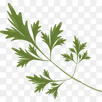 �����߲�֮�۲�Ҷ-������