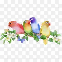 鹦鹉-空若网 鹦鹉-空若网