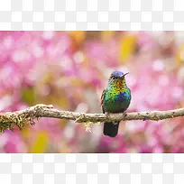 梦幻粉色树枝小鸟-空若网 梦幻粉色树枝小鸟-空若网