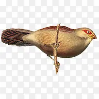 վ����֦С��-������