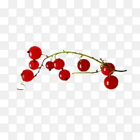 红色小果红色树枝-空若网 红色小果红色树枝-空若网