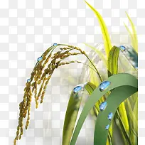 水稻-空若网 水稻-空若网