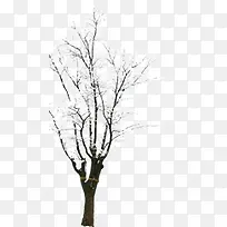 Ñ©»¨Ê÷Ö¦Ðû´«º£±¨-¿ÕÈôÍø Ñ©»¨Ê÷Ö¦Ðû´«º£±¨-¿ÕÈôÍø