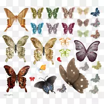 蝴蝶昆虫飞蛾剪贴画-蝴蝶-空若网 蝴蝶昆虫飞蛾剪贴画-蝴蝶-空若网