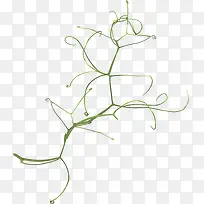 ������ɫ֦��-������