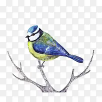 手绘水彩鸟-空若网 手绘水彩鸟-空若网