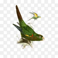 手绘水彩动物鸟-空若网 手绘水彩动物鸟-空若网