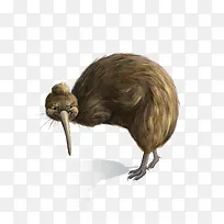 手绘鸟-空若网 手绘鸟-空若网