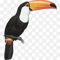 手绘插画海报大鸟-空若网 手绘插画海报大鸟-空若网