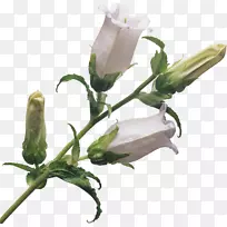 花束植物切花铃铛-空若网 花束植物切花铃铛-空若网