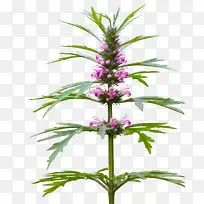 高清摄影花卉植物益母草-空若网 高清摄影花卉植物益母草-空若网