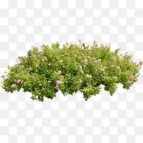 绿色创意高清花卉合成摄影-空若网 绿色创意高清花卉合成摄影-空若网