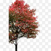 树-空若网 树-空若网