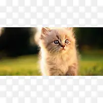 小猫动物背景-空若网 小猫动物背景-空若网