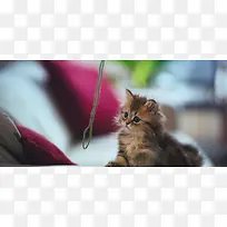 小猫动物背景-空若网 小猫动物背景-空若网