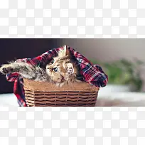 小猫动物背景-空若网 小猫动物背景-空若网