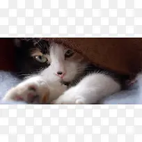 小猫动物背景-空若网 小猫动物背景-空若网