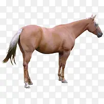 ��ͨ��ͨ��ͼƬ-������