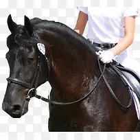 卡通素材手绘马-空若网 卡通素材手绘马-空若网