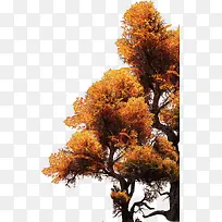 叶 树png素材-空若网 叶 树png素材-空若网