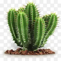 仙人树png素材-空若网 仙人树png素材-空若网