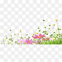 多彩美景花朵植物-空若网 多彩美景花朵植物-空若网