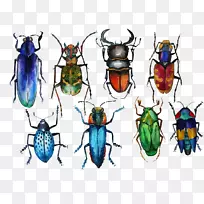 甲虫水彩画.臭虫-空若网 甲虫水彩画.臭虫-空若网