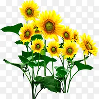 ���տ�ˮ�ʷ羰�޿�-������