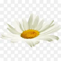 白色向日葵 葵花-空若网 白色向日葵 葵花-空若网