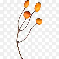 Ê÷Ö¦»ÆÉ«¹ûʵ-¿ÕÈôÍø Ê÷Ö¦»ÆÉ«¹ûʵ-¿ÕÈôÍø