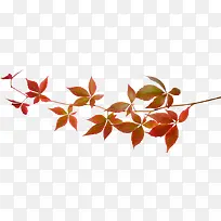 ��Ҷ��֦-������