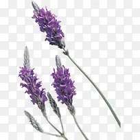 ޹�²�-������