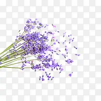 ޹�²����ͼ-������