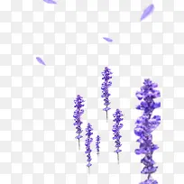 ޹�²�-������