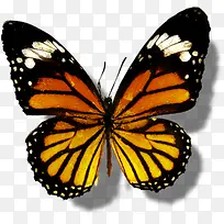 橙色蝴蝶医疗斑纹-空若网 橙色蝴蝶医疗斑纹-空若网