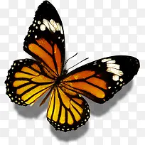 橙色斑纹蝴蝶医疗-空若网 橙色斑纹蝴蝶医疗-空若网