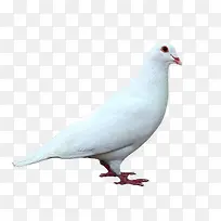 和平鸽子白色-空若网 和平鸽子白色-空若网
