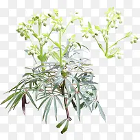 白色颗粒植物绿植-空若网 白色颗粒植物绿植-空若网