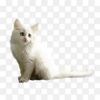 卖萌白色猫-空若网 卖萌白色猫-空若网