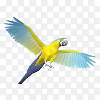 鹦鹉素材-空若网 鹦鹉素材-空若网