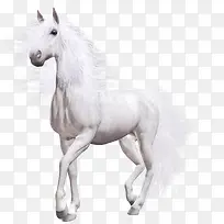 白色骏马-空若网 白色骏马-空若网