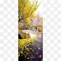 秋天黄色枫树高清摄影-空若网 秋天黄色枫树高清摄影-空若网