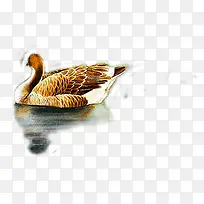 可爱漂亮小鸭水鸟-空若网 可爱漂亮小鸭水鸟-空若网