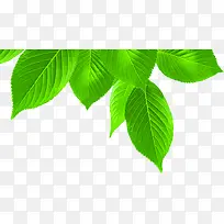 创意高清绿色质感摄影效果-空若网 创意高清绿色质感摄影效果-空若网