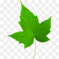 ������Ӱ����ϳ�Ч����ɫ-������