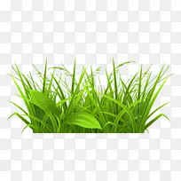 草免费内容剪辑艺术场png文件-空若网 草免费内容剪辑艺术场png文件-空若网