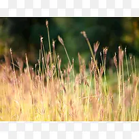 百草丛生高清壁纸-空若网 百草丛生高清壁纸-空若网