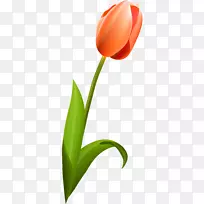 开花植物郁金香百合科郁金香-空若网 开花植物郁金香百合科郁金香-空若网